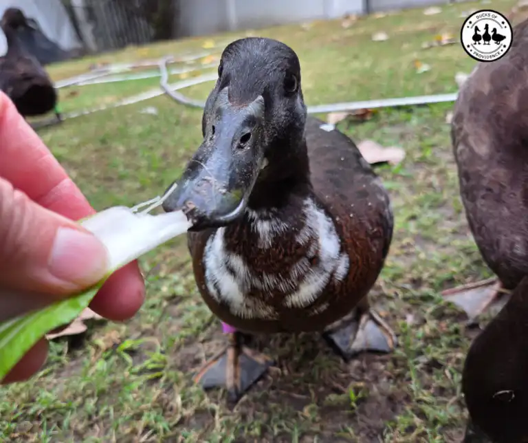 why is my duck always hungry