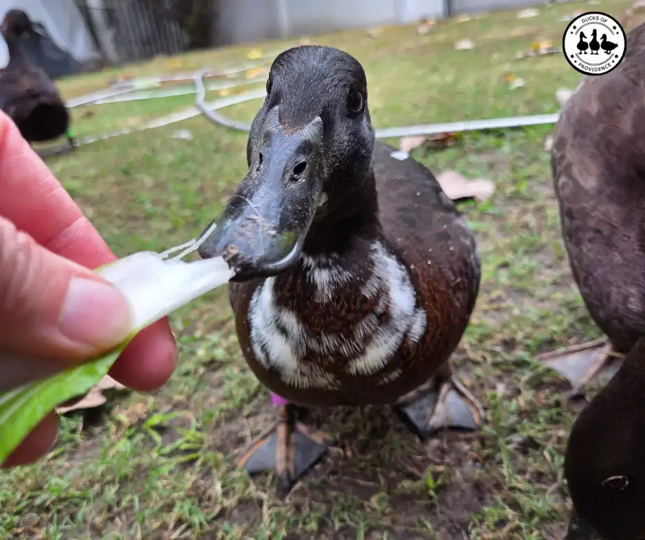 why is my duck always hungry