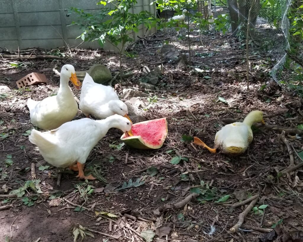 a duck called squeaky
