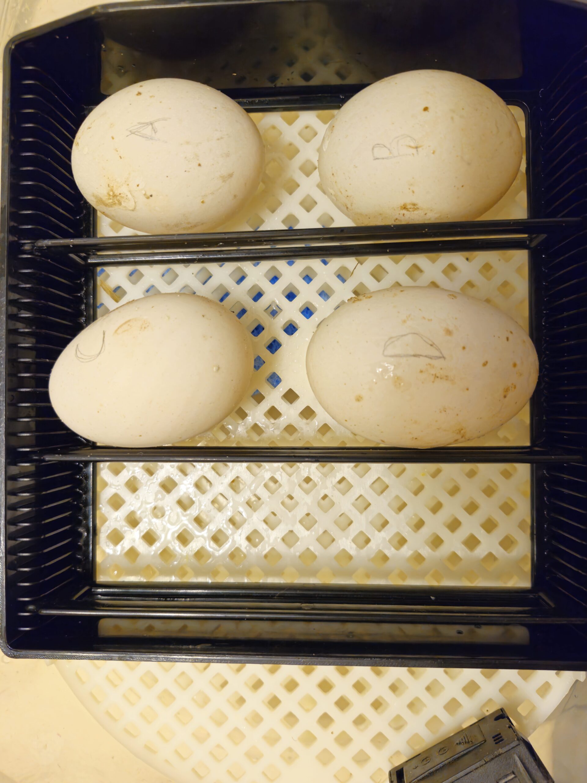 duck eggs for incubating