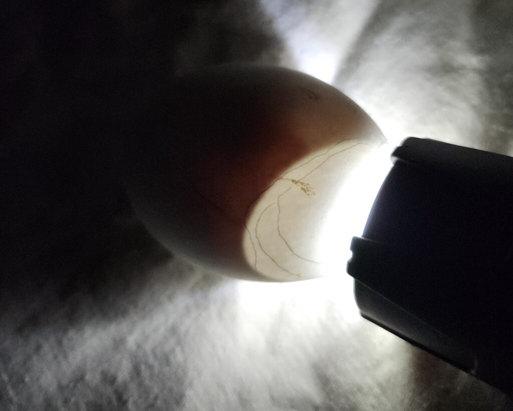 candling a duck egg