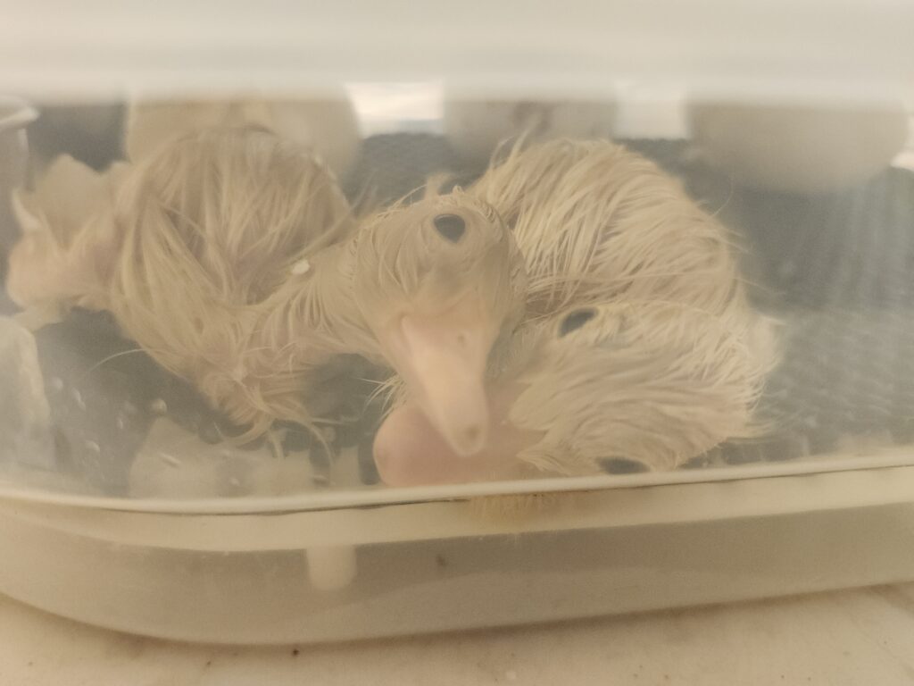 hatching ducklings in incubator - duckling hatching story
