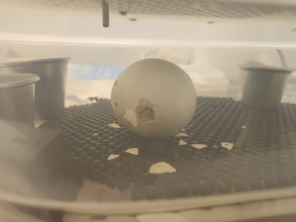 duck egg inside the incubator