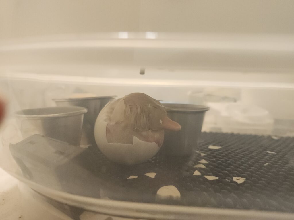 duckling hatching in incubator
