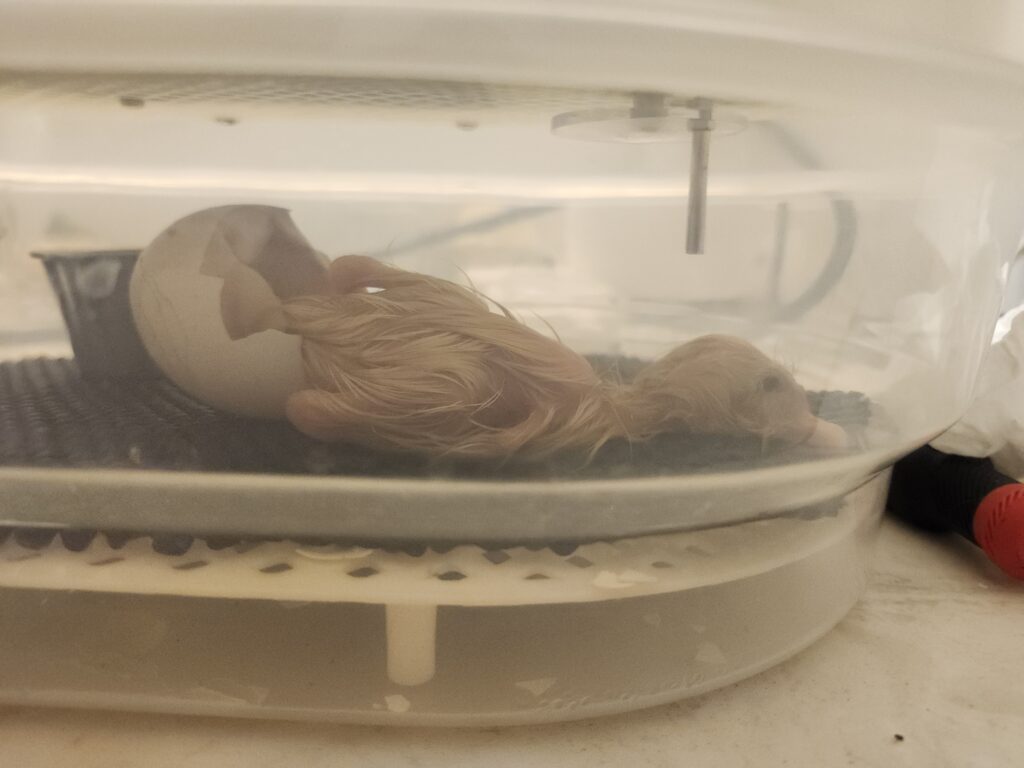 duckling hatching in incubator