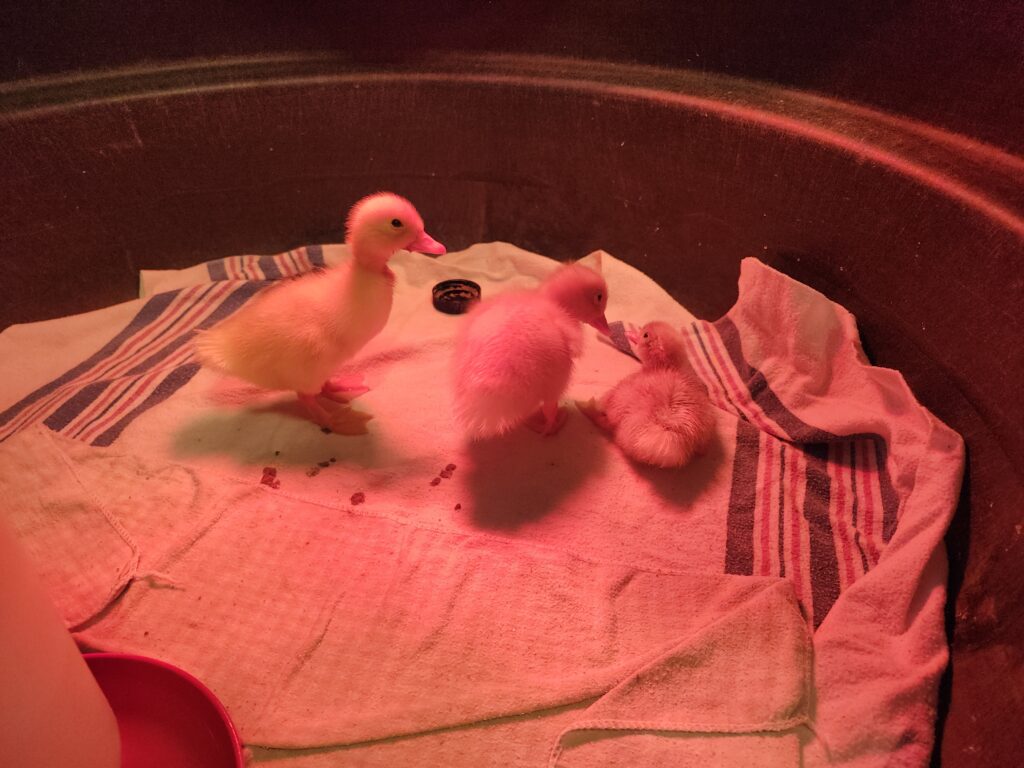 group of ducklings