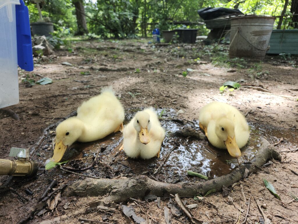 group of ducklings