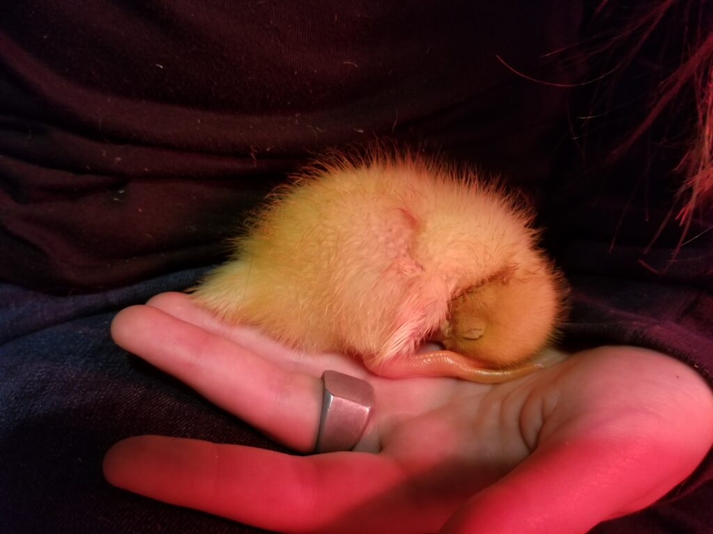 duckling with wry neck
