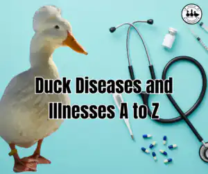 Duck Diseases and Illnesses A to Z