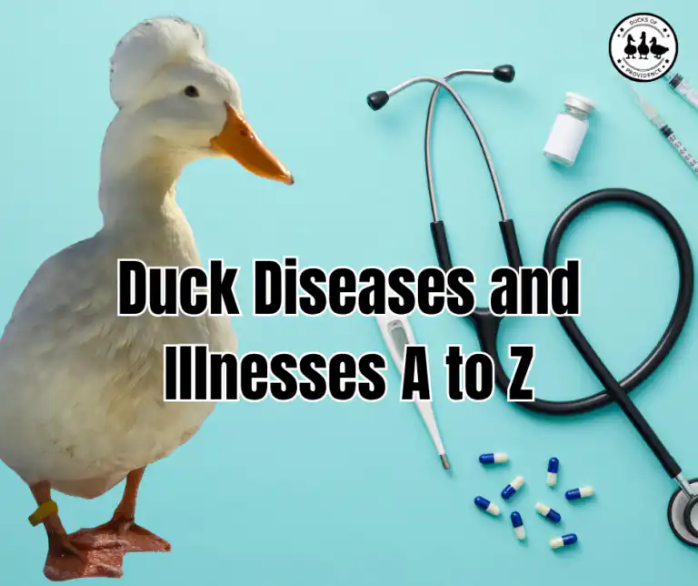 Duck Diseases and Illnesses A to Z
