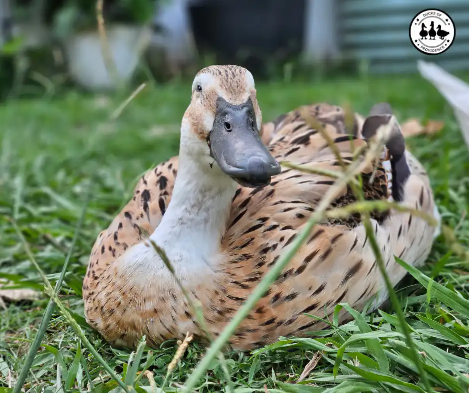 Why Is My Duck Sitting Down All the Time?