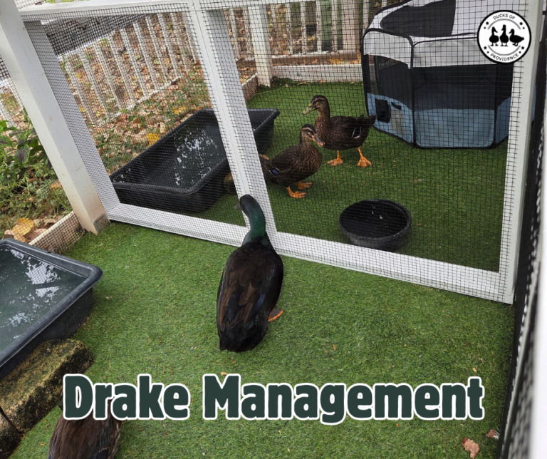 drake management