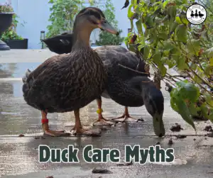 Duck Care Myths