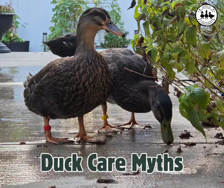 Duck Care Myths
