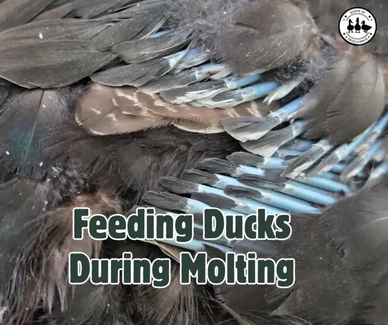 Feeding Ducks During Molting