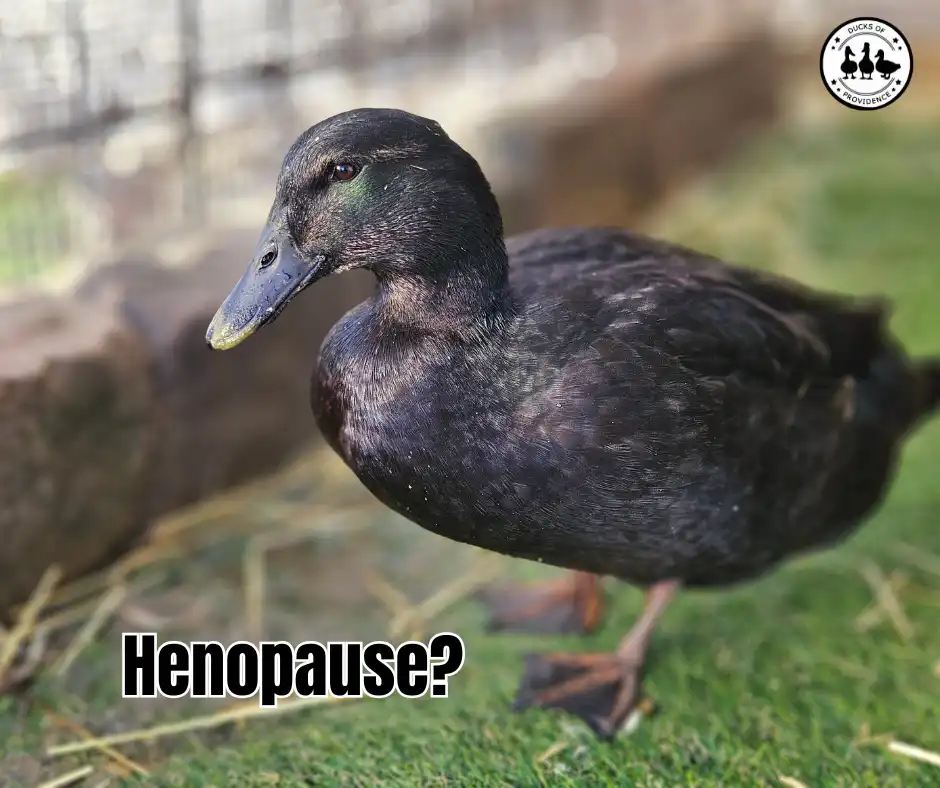 When Do Ducks Stop Laying Eggs? Duck Henopause and Senior Duck Care