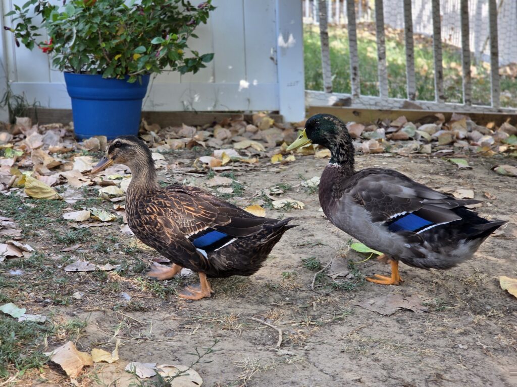 rouen ducks