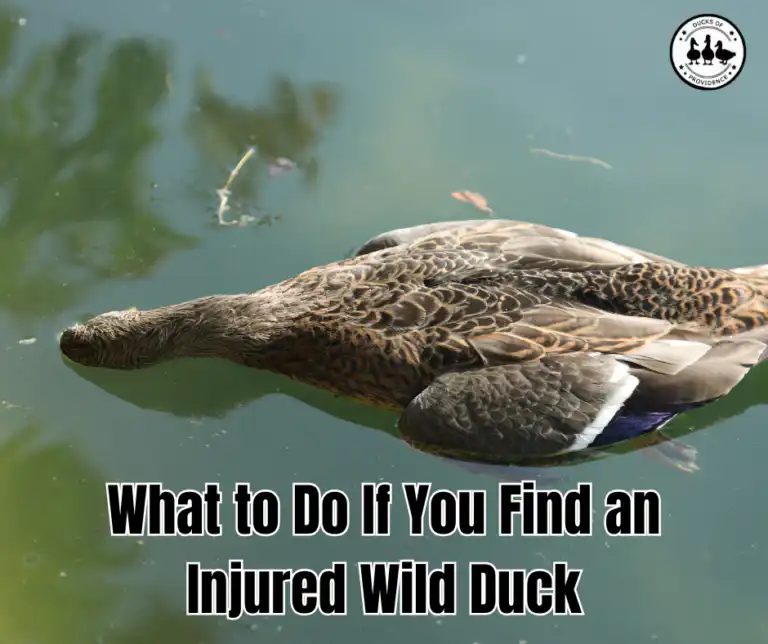 What to Do If You Find an Injured Wild Duck