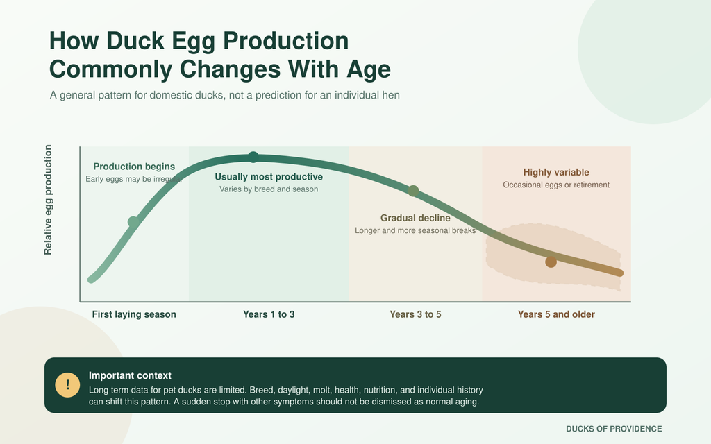 duck egg production chart by age
