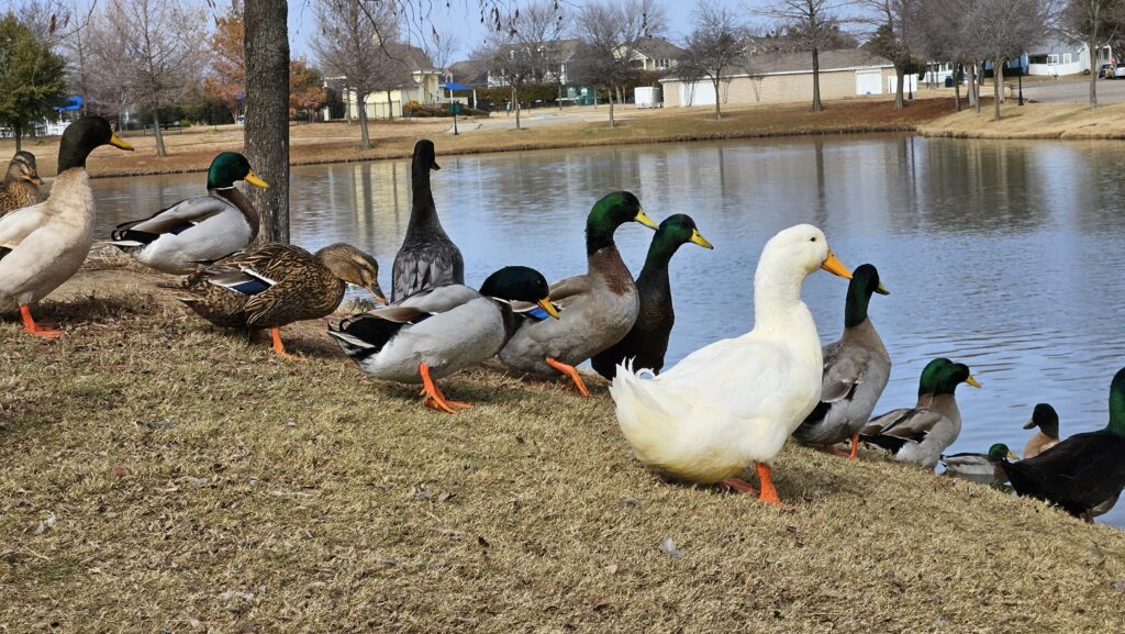 dumped ducks at local pond