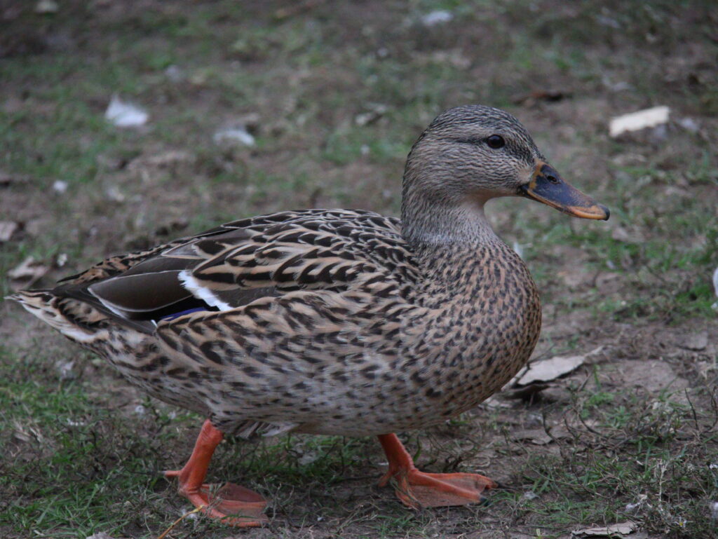 mallard