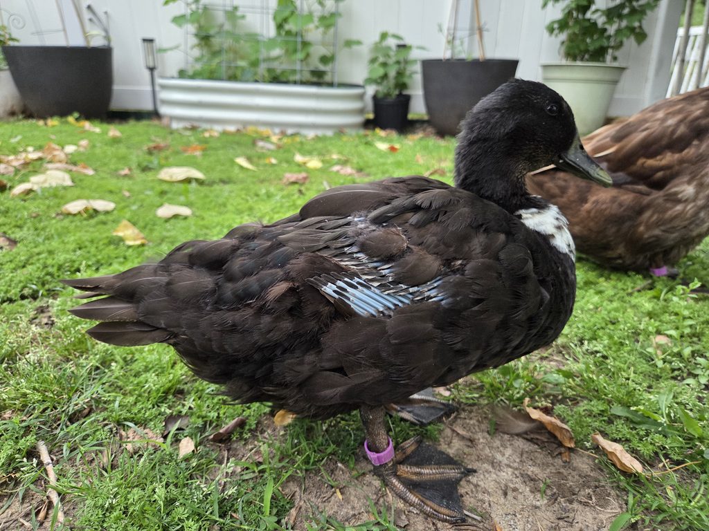 Feeding Ducks During Molting to support their newfeather growth