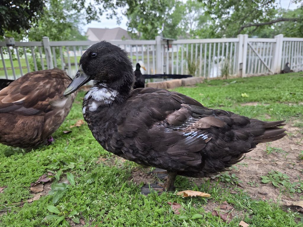 Feeding Ducks During Molting