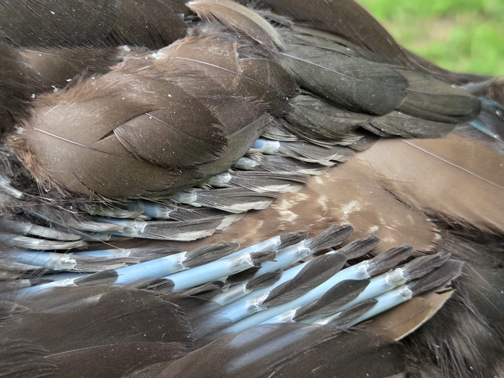 growing pin feathers of a molting duck