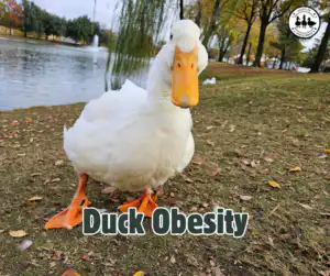 duck obesity