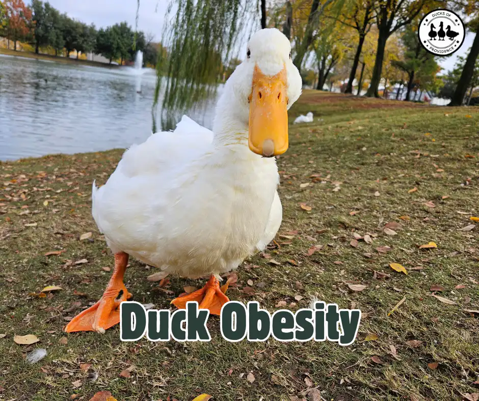 duck obesity
