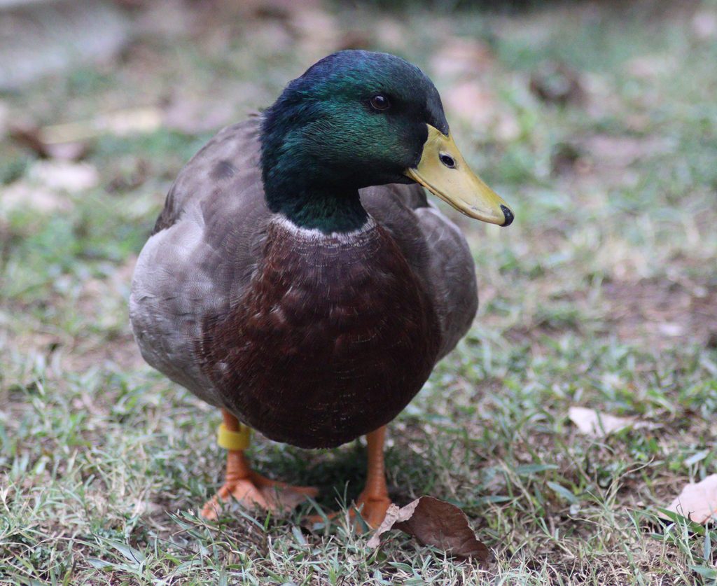 Rouen Duck Drake