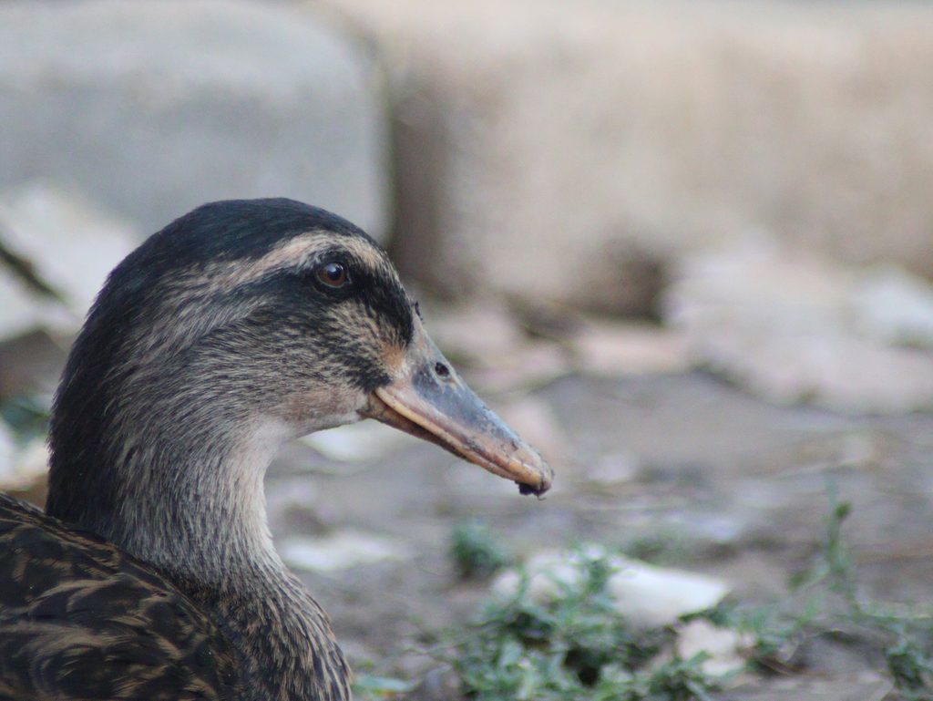Rouen Duck
