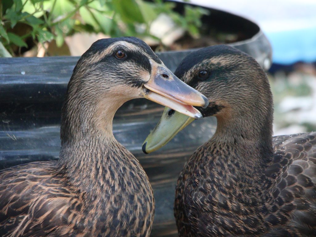 Rouen Ducks