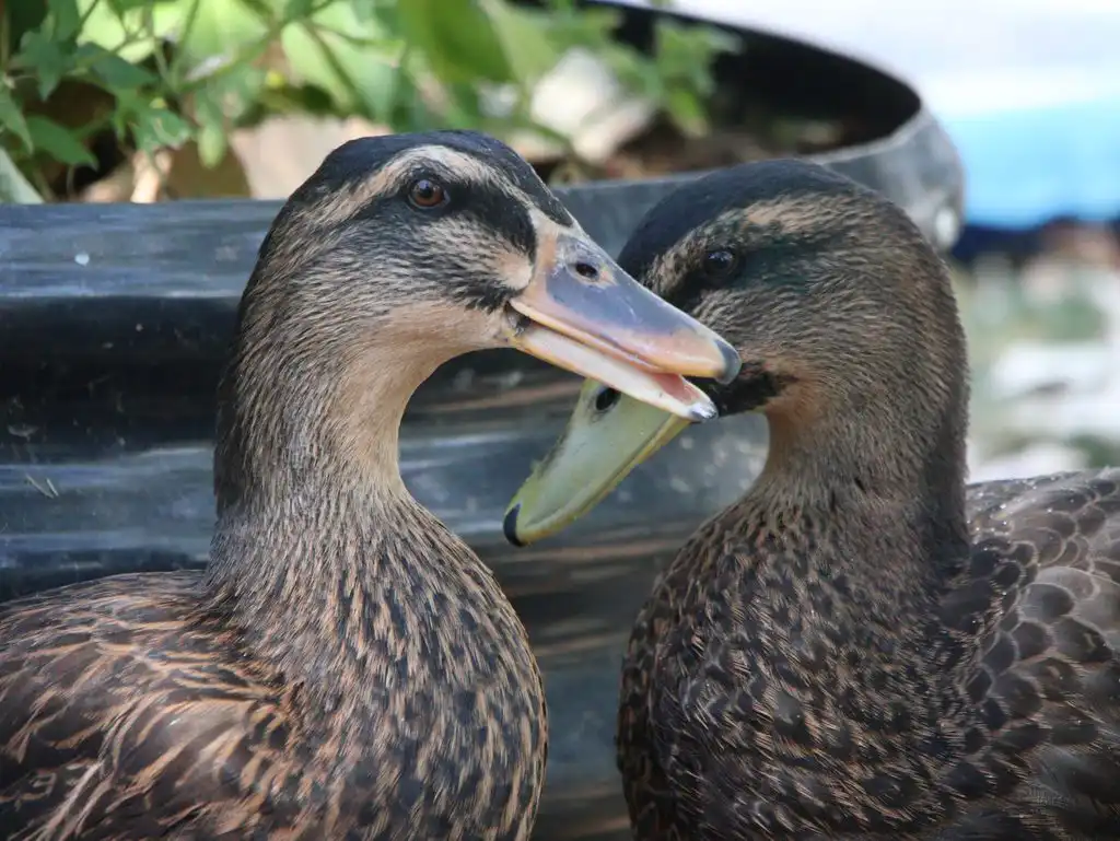 tina and thomas, two rouen ducks