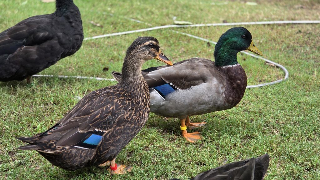Rouen Ducks Male and female comparison
