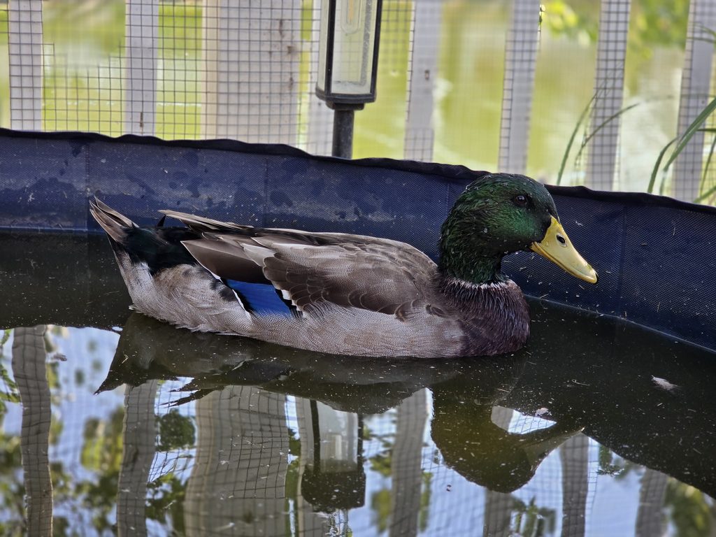 Rouen Duck