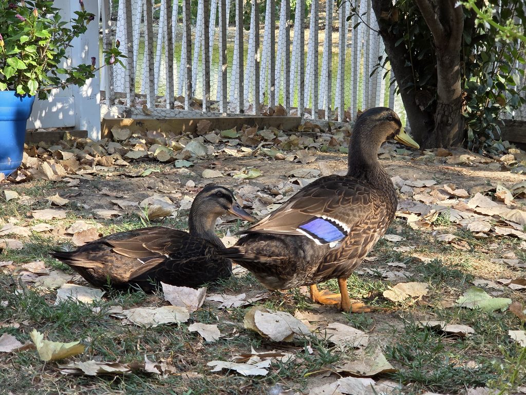 male and female Rouen Ducks at about 10 weeks of age