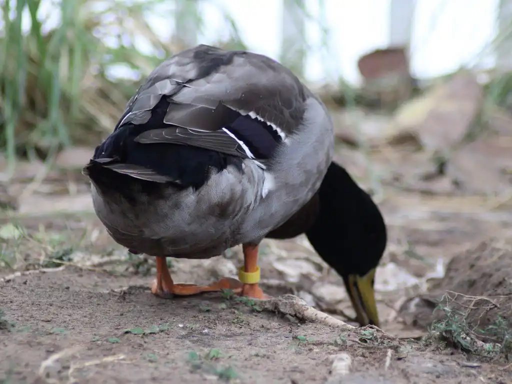 Rouen Duck