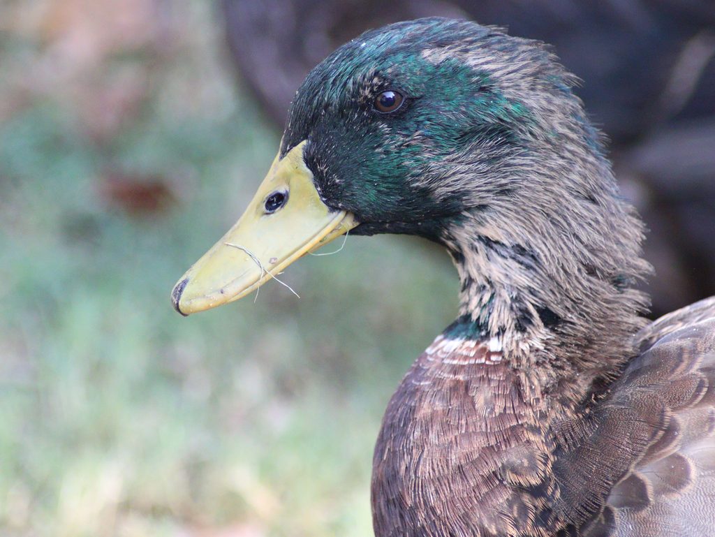 Rouen Drake in Eclipse molt