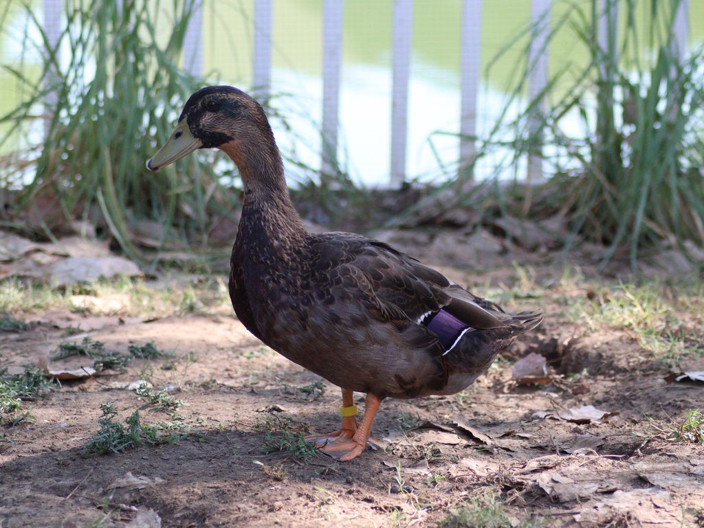 Rouen Drake at about 12 weeks old