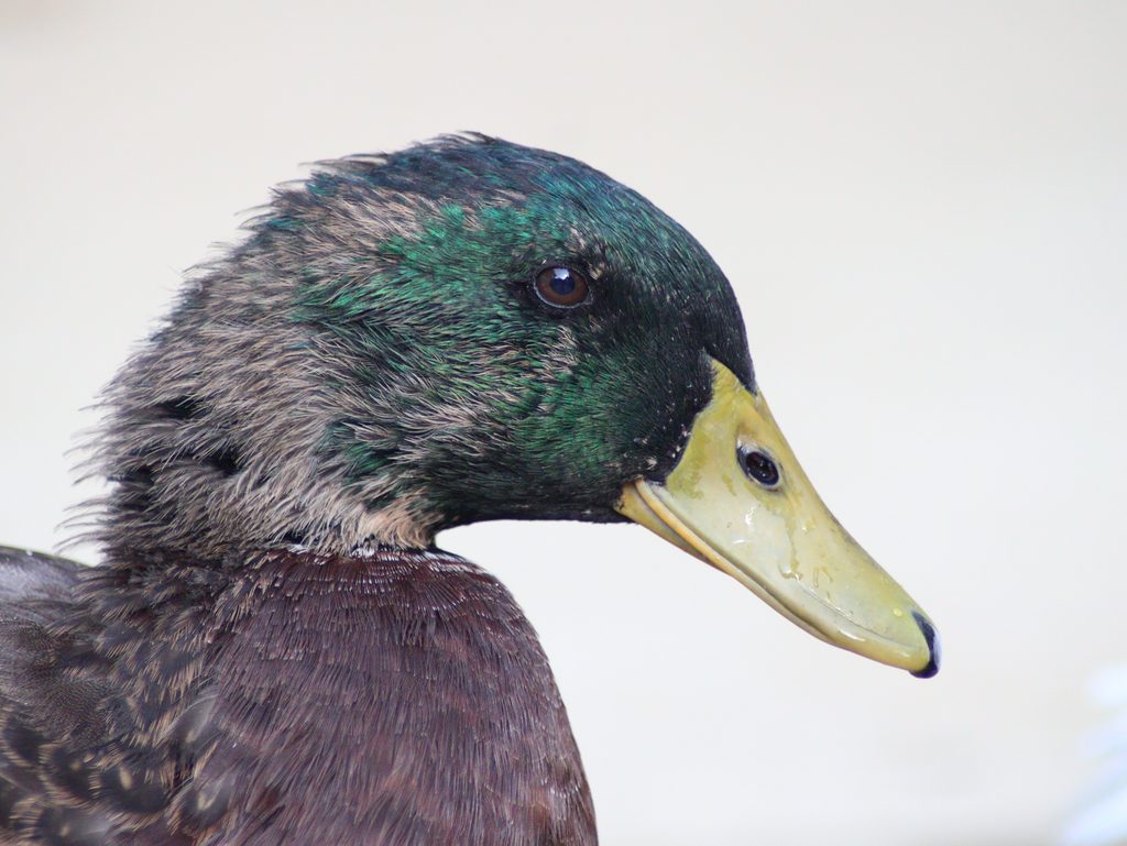 Thomas a Rouen Duck
