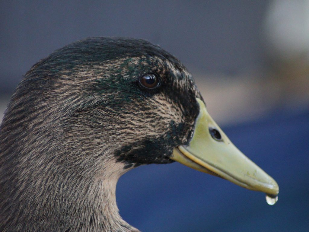 Thomas a Rouen Duck