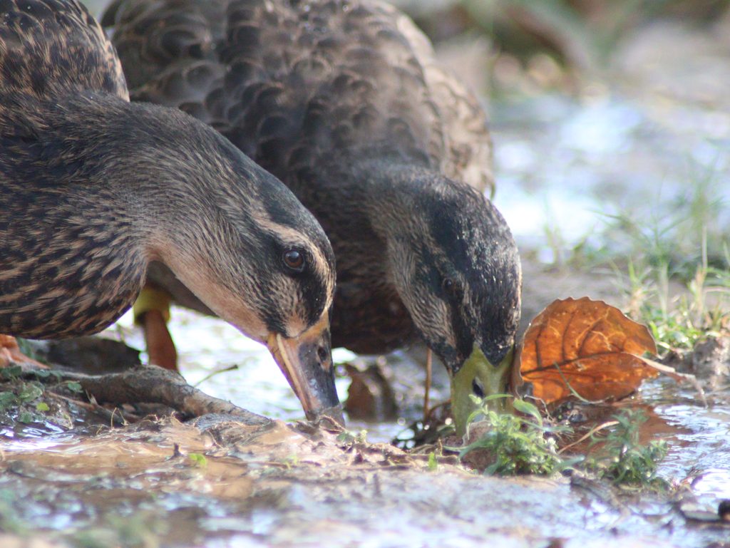Rouen Ducks