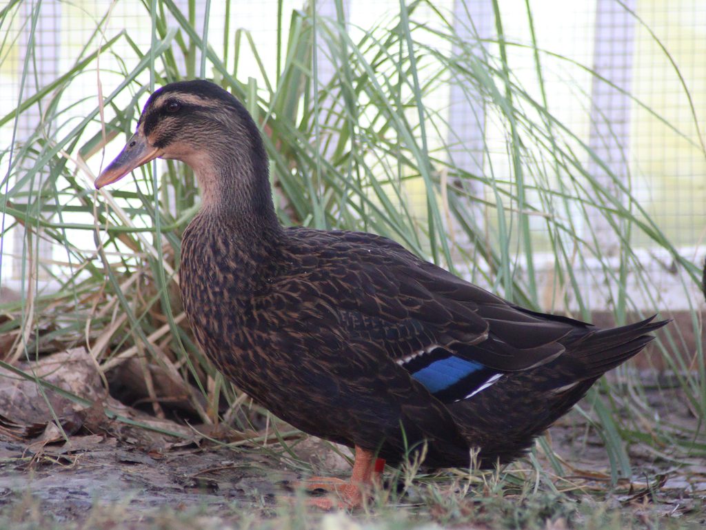 Rouen Duck