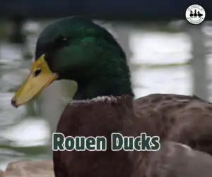 Rouen Ducks