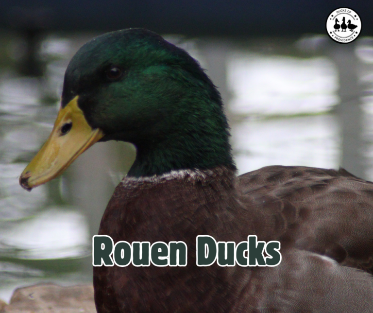 Rouen Ducks