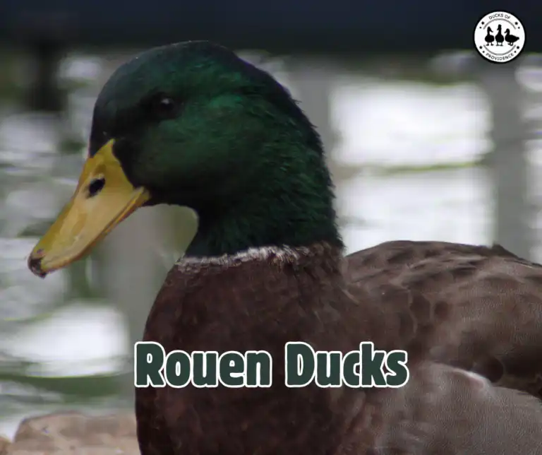 Rouen Ducks