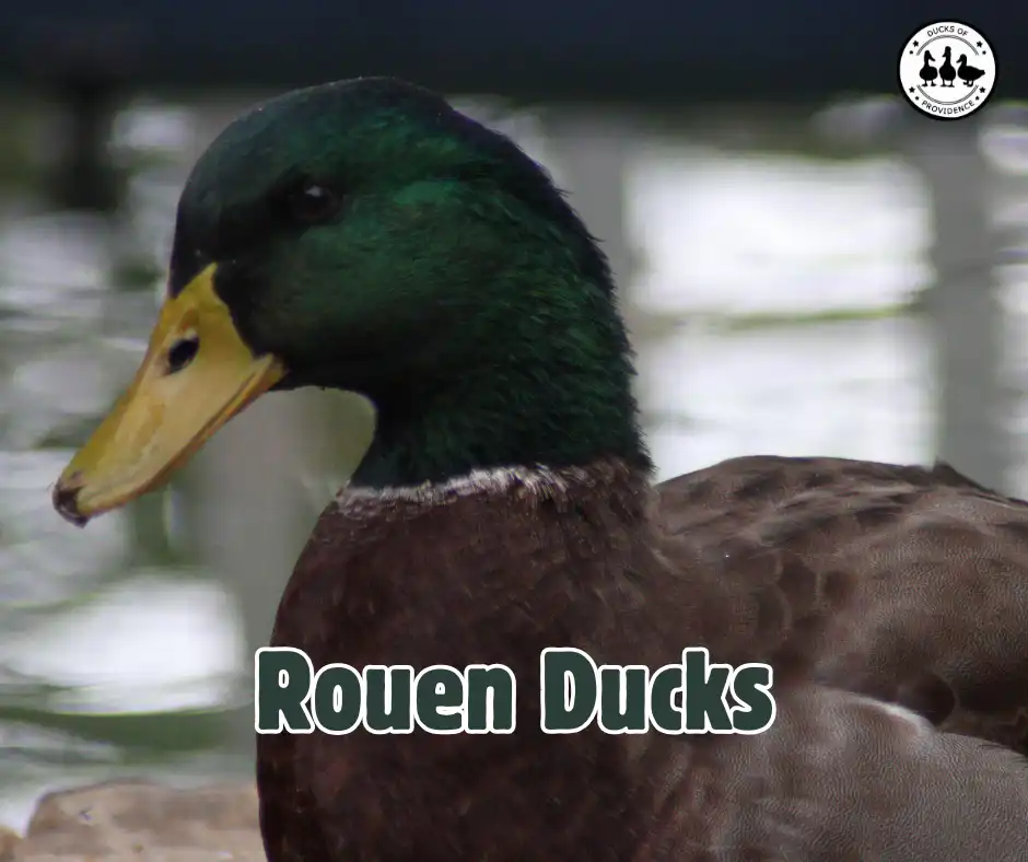 Rouen Ducks