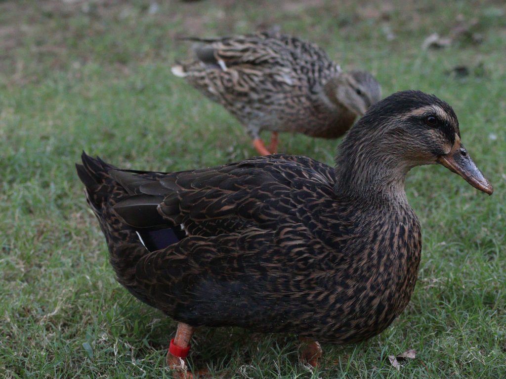 Rouen vs Mallard comparison