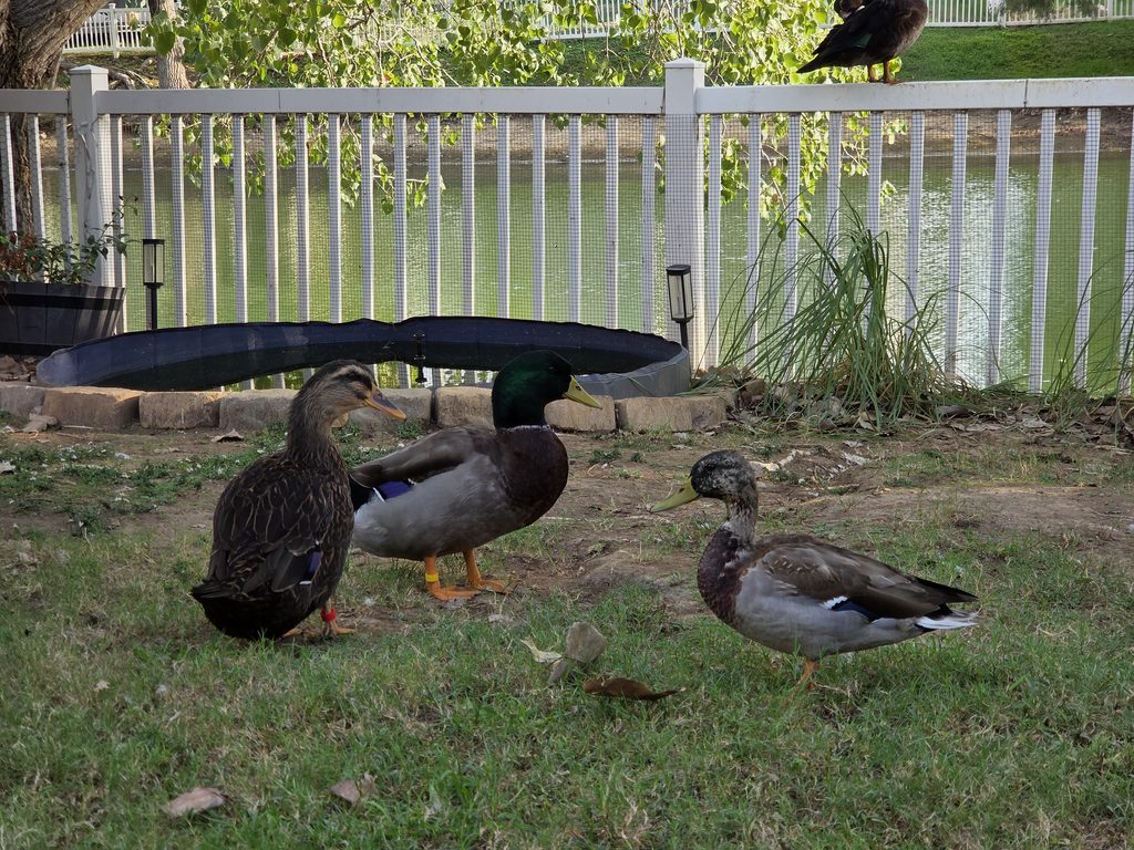 Rouen vs Mallard comparison